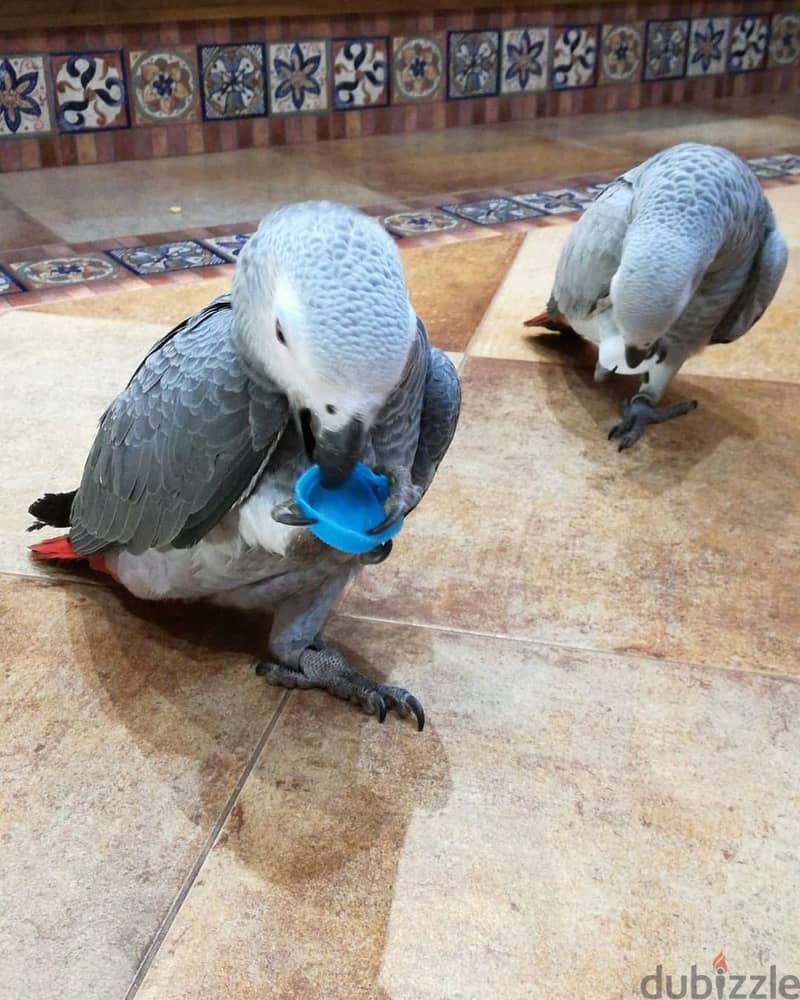 Talking African Grey Parrots 1