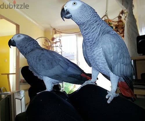 Talking African Grey Parrots 2