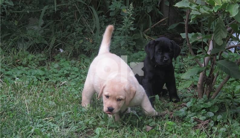 Whatsapp Me +972555074990 Labrador Puppies 0