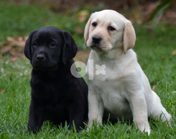 Whatsapp Me +972555074990 Labrador Puppies 1