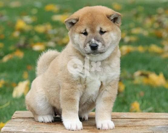 Whatsapp Me +966588993320 Shiba Inu Puppies 0