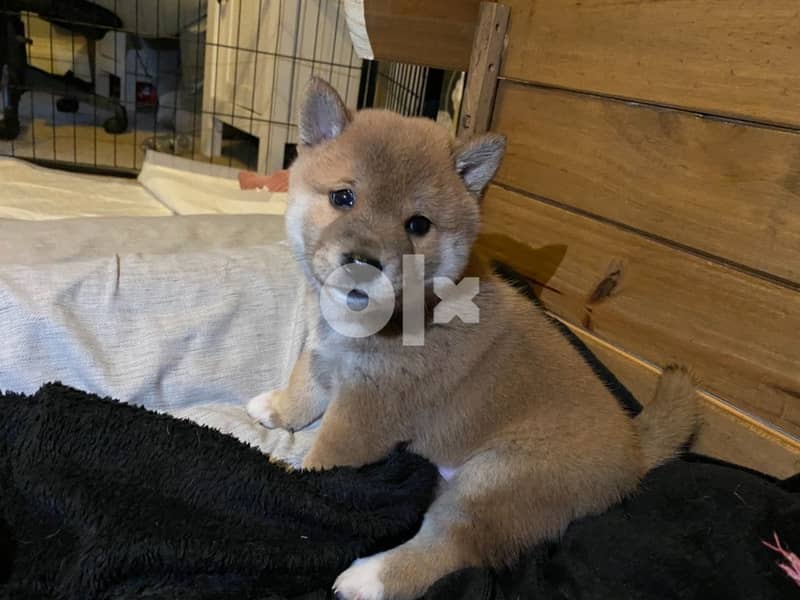 Whatsapp Me +966588993320 Shiba Inu Puppies 1