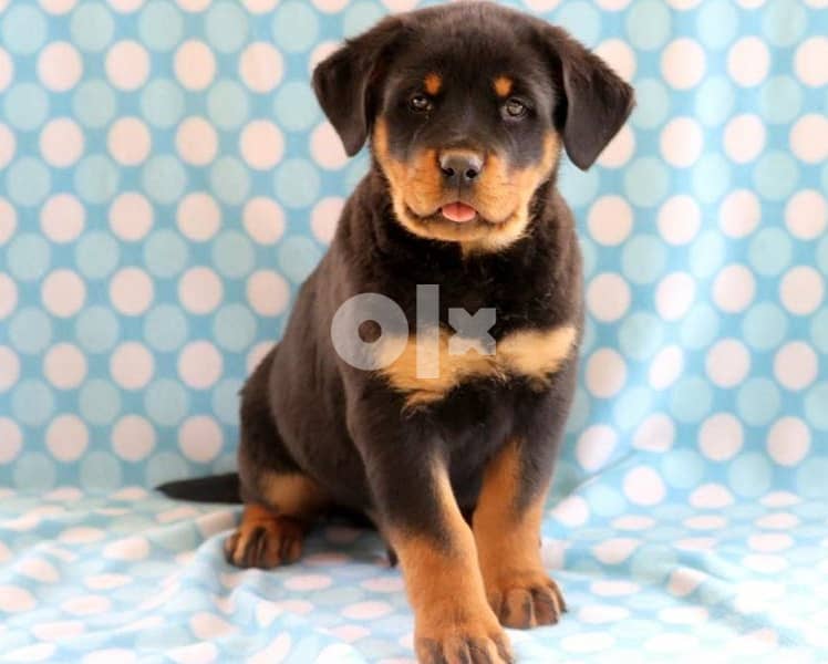 Whatsapp Me +966588993320 Rottweiler Puppies 0