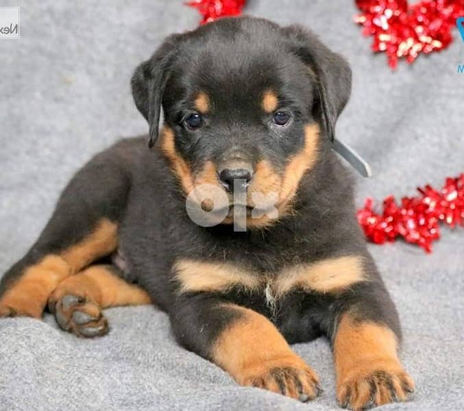 Whatsapp Me +966588993320 Rottweiler Puppies 1