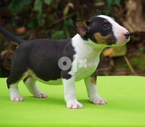 Whatsapp Me +966583921348 Bull Terrier 1