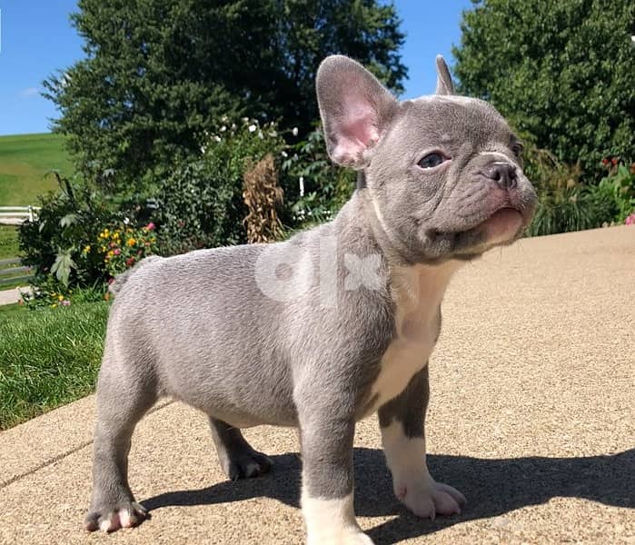 Whatsapp Me +972555074990 Frenchie Puppies 0