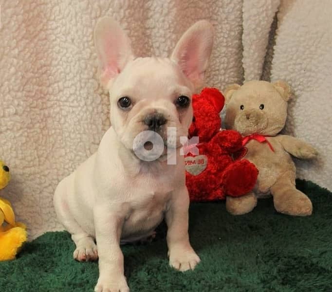 Whatsapp Me +972555074990 Frenchie Puppies 1