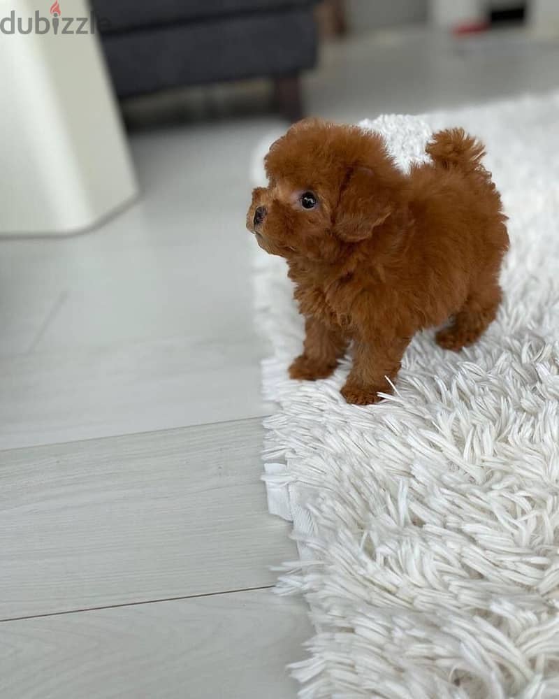 Lovely Teacup Poodle 1