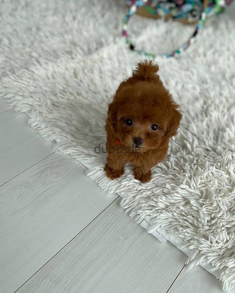 Lovely Teacup Poodle 2