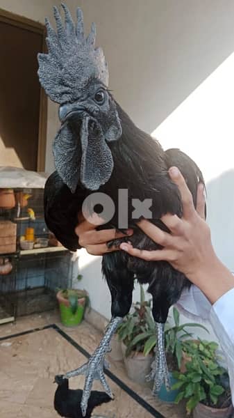 ayyam cemani black meat chicken 0