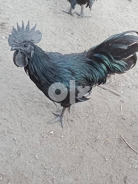 ayyam cemani black meat chicken 1