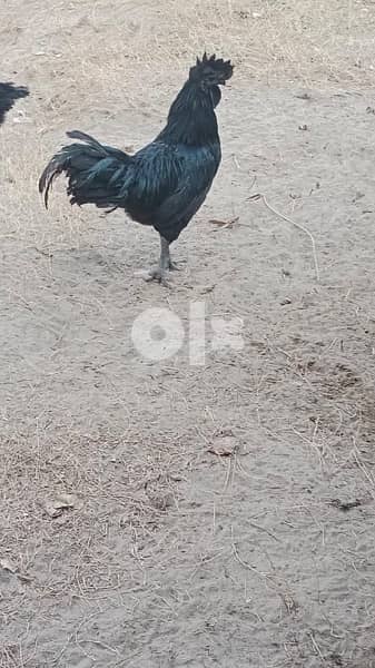 ayyam cemani black meat chicken 2