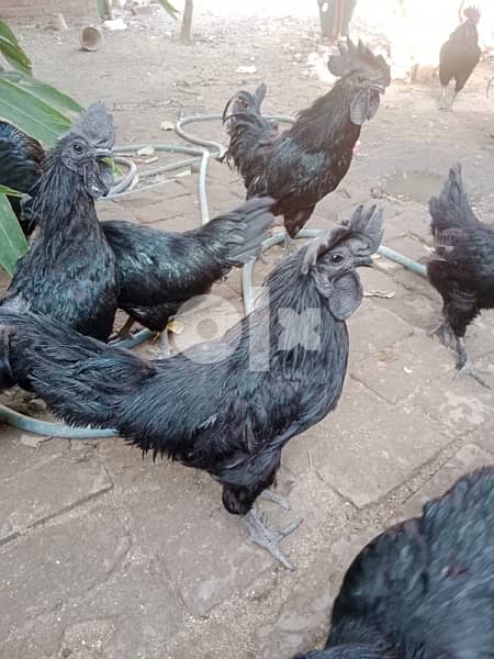 ayyam cemani black meat chicken 3