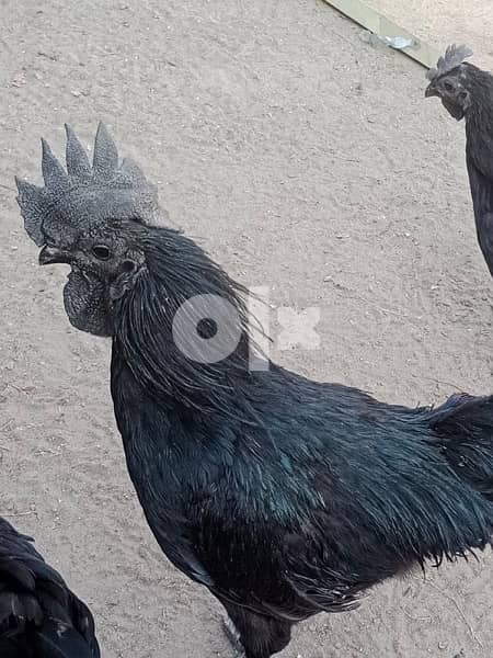 ayyam cemani black meat chicken 4