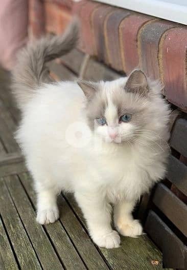 Whatsapp Me +966588993320 Ragdoll Kittens 1