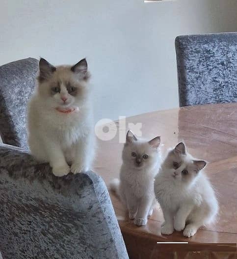 Whatsapp Me +966588993320 Ragdoll Kittens 2