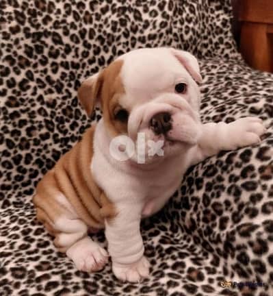 Whatsapp Me +966583921348 English Bulldog Puppies