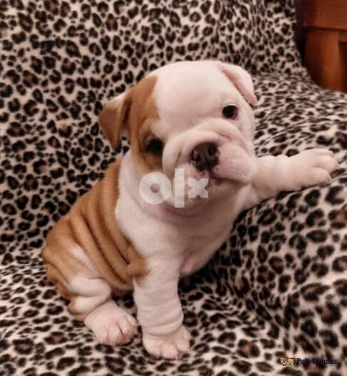 Whatsapp Me +966583921348 English Bulldog Puppies 0