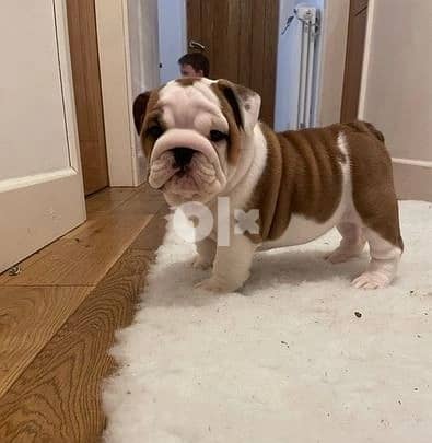 Whatsapp Me +966583921348 English Bulldog Puppies 1