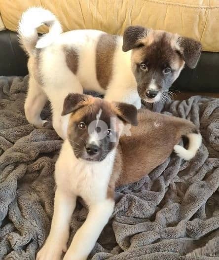 Whatsapp Me +966583921348 Akita Puppies 0