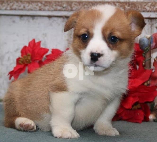 Whatsapp Me +966588993320 Pembroke Welsh Corgi 1