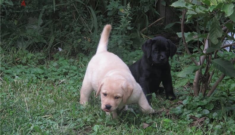 Whatsapp Me +972555074990 Labrador Puppies 1