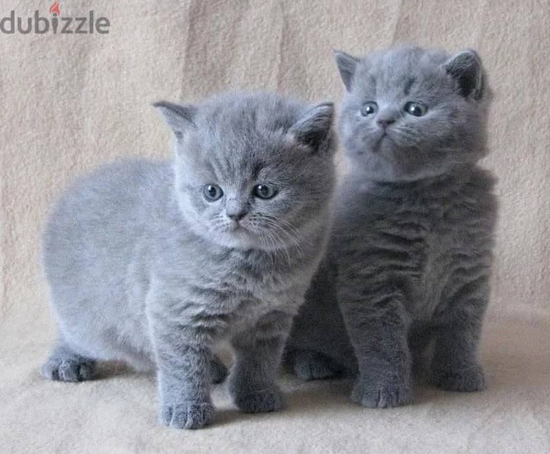 British Shorthair Kittens 0